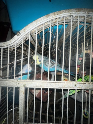 Parrot cage metal bird - parrot,