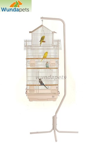 Large jintu budgie canary - jintu,