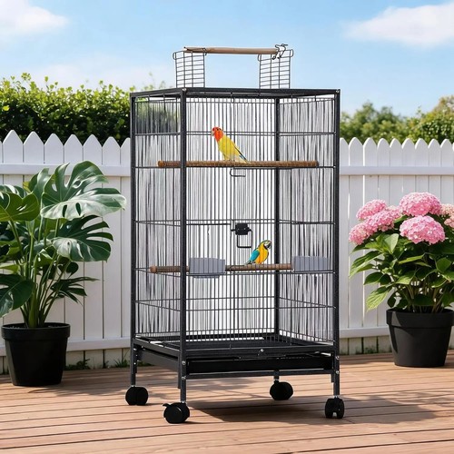 Large parrot bird - large, for