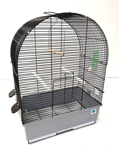 Crystal budgie canary - canary, black