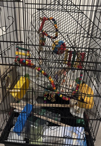 Large bird cage - bird, canary